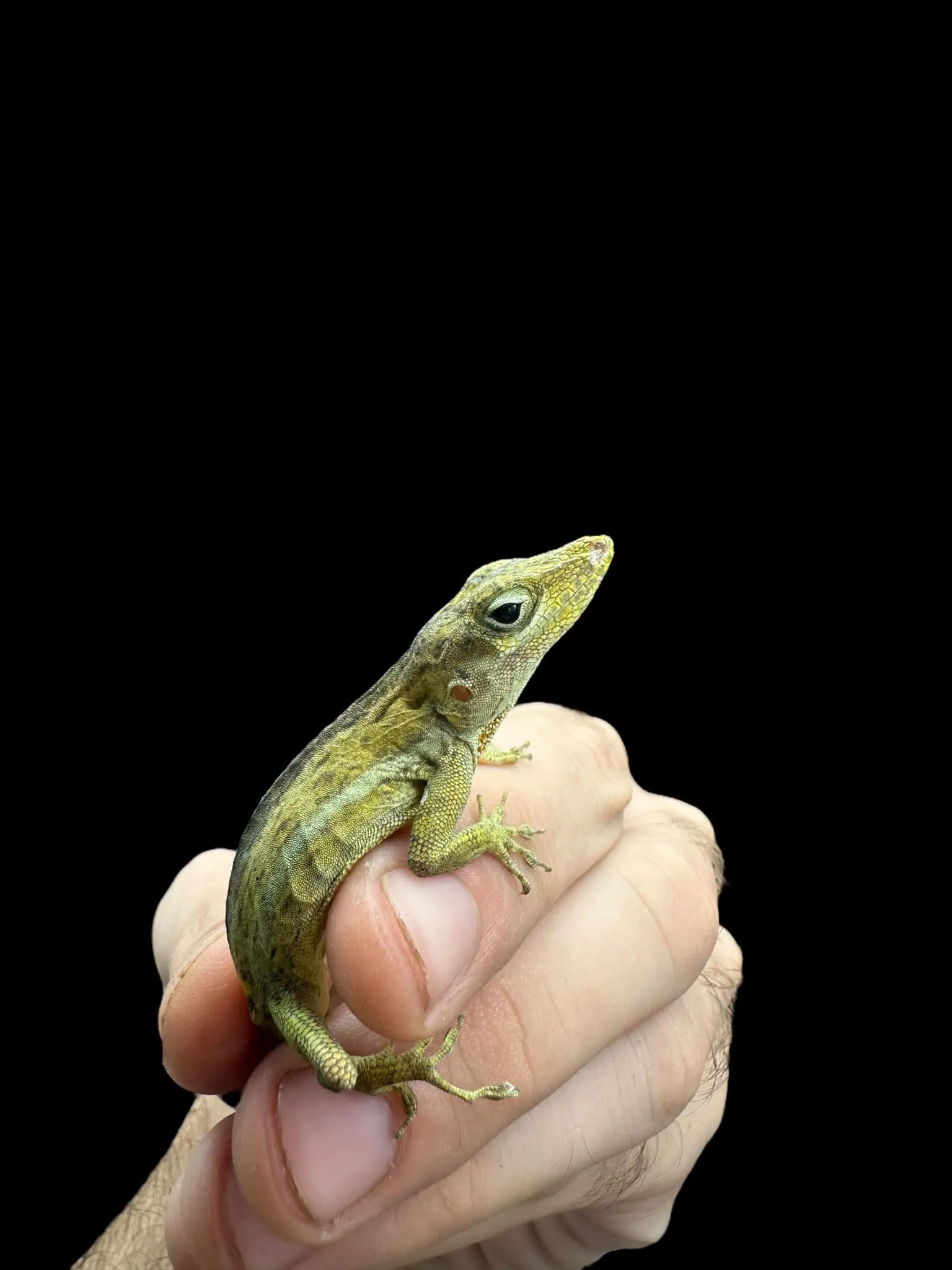 Anguilla Anole