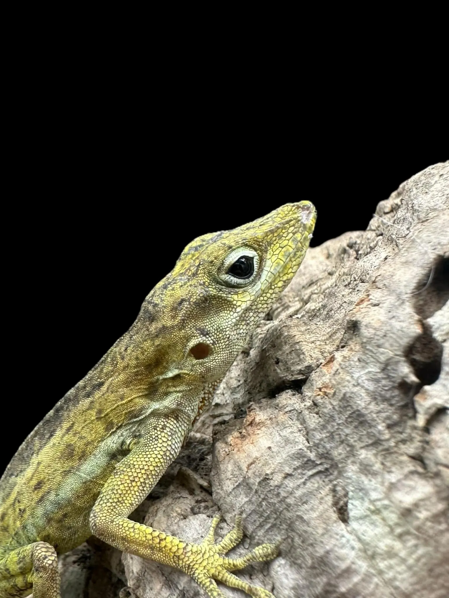 Anguilla Anole