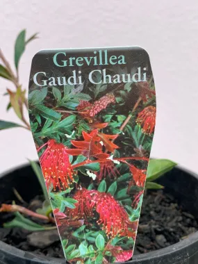 Grevillea ‘Gaudi Chaudi’